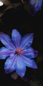 Flowers,Plant,Flower,Close Up,Flowering,Bloom