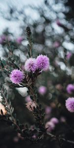 Flowers,Plant,Flowering,Branch,Violet,Bloom,Purple