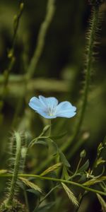 Flowers,Plant,Flowering,Flower,Close Up,Bloom