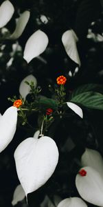 Flowers,Plant,Flowering,Leaves,Flower,Bloom