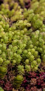 Flowers,Plant,Growing,Fern