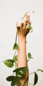 Flowers,Plant,Hand,Liana