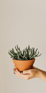 Flowers,Plant,Hands,Pot,Succulent,Cactus