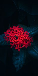 Flowers,Plant,Ixora,Leaves,Flower