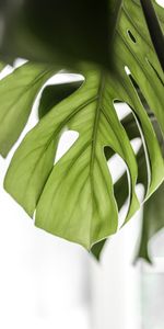 Fleurs,Planter,Prospectus,Brochure,Plante,Monstera