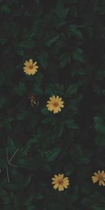 Flowers,Plant,Leaves,Dark