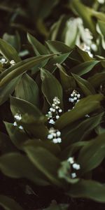 Plante,Planter,Nappe De La Vallée,Source,Fleurs,Muguet,Printemps