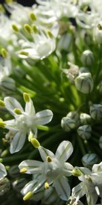 Flowers,Plant,Macro,Background