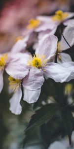 Flowers,Plant,Macro,Bloom,Flowering,Close Up