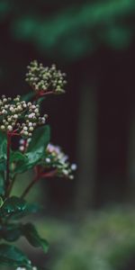 Flowers,Plant,Macro,Blur,Smooth,Buds,Flower