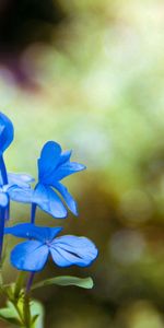 Planter,Flou,Lisse,Fleurs,Plante,Pétales,Macro