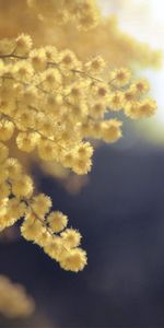 Fleurs,Plante,Planter,Macro,Branche