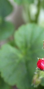 Flowers,Plant,Macro,Branch