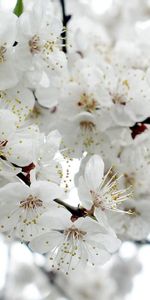 Flowers,Plant,Macro,Branch,Flowering,Bloom