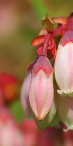 Plante,Planter,Bourgeon,Macro,Fleurs