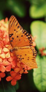 Flowers,Plant,Macro,Butterfly