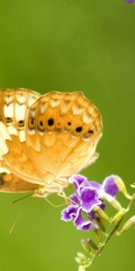 Flowers,Plant,Macro,Butterfly