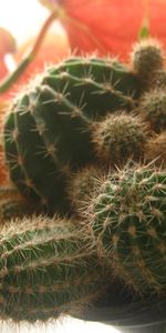 Flowers,Plant,Macro,Cactus