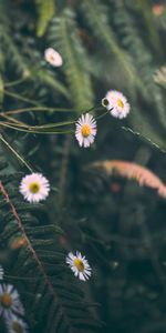 Plante,Planter,Camomille,Macro,Fleurs