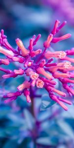 Flowers,Plant,Macro,Close Up,Bloom,Flowering