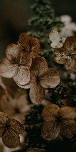 Flores,Macro,Marrón,Seco,Hortensia,Planta