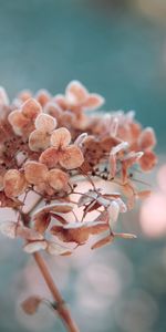 Flowers,Plant,Macro,Dry,Hydrangea