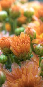 Plante,Planter,Macro,Domaine,Beaucoup De,Multitude,Fleurs,Champ