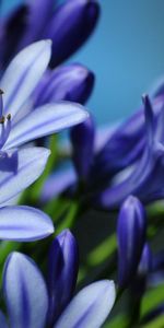 Flores,Macro,Florecer,Floración,Planta