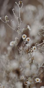 Plante,Planter,Camomille,Macro,Fleurs,Gel,Givre