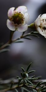 Plante,Planter,Macro,Hamélacium,Hamelatsium,Tiges,Fleurs