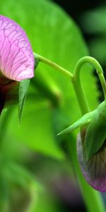 Flowers,Plant,Macro,Insect,Wasp