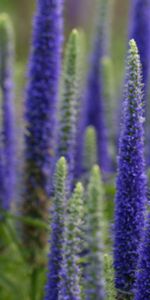 Flowers,Plant,Macro,Lupine,Bloom,Flowering