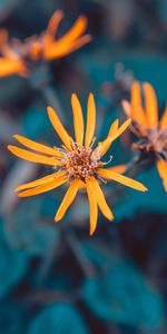 Plante,Planter,Macro,Fleurs,Pétales