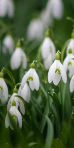 Flowers,Plant,Macro,Snowdrop