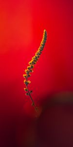 Flores,Macro,Tallo,Planta,Madre