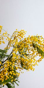 Planter,Branche,Mimosa,Plante,Fleurs