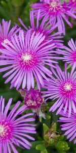 Flowers,Plant,Petals,Lilac