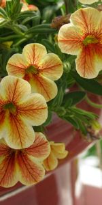 Pot De Plantes,Pots,Calibrachoa,Calirohoa |,Fermer,Fleurs,Gros Plan