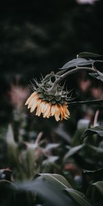 Flores,Flor,Floración,Florecer,Planta,Girasol