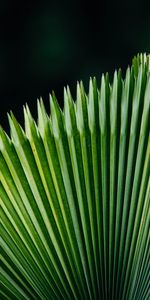 Flowers,Plant,Surface,Leaves