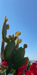 Naturaleza,Flores,Planta,Cacto,Espinas,Cactus