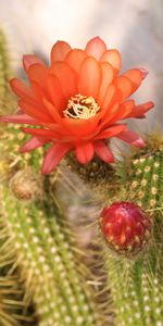 Flowers,Plant,Thorns,Prickles,Flower,Bloom,Flowering,Cactus