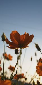 Flowers,Plant,Wild,Blooms,Summer