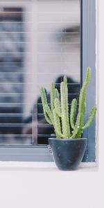 Planter,La Fenêtre,Plante,Fenêtre,Fleurs,Décoratif,Cactus