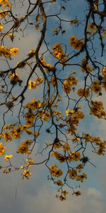 Flores,Madera,Árbol,Sucursales,Ramas,Planta