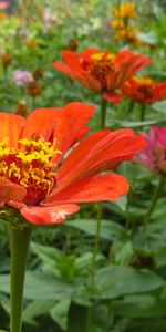 Flowers,Plants