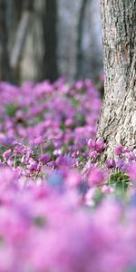 Flowers,Plants