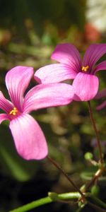 Plantas,Flores