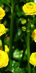 Flores,Plantas