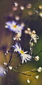 Flowers,Plants